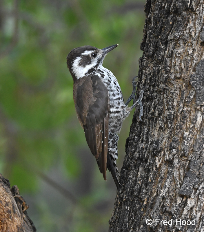 Arizona woodpecker
