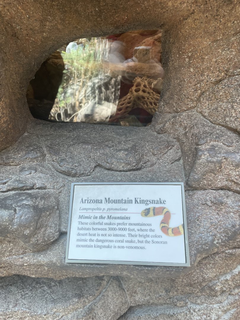 Arizonia Mountain Kingsnake Terrarium