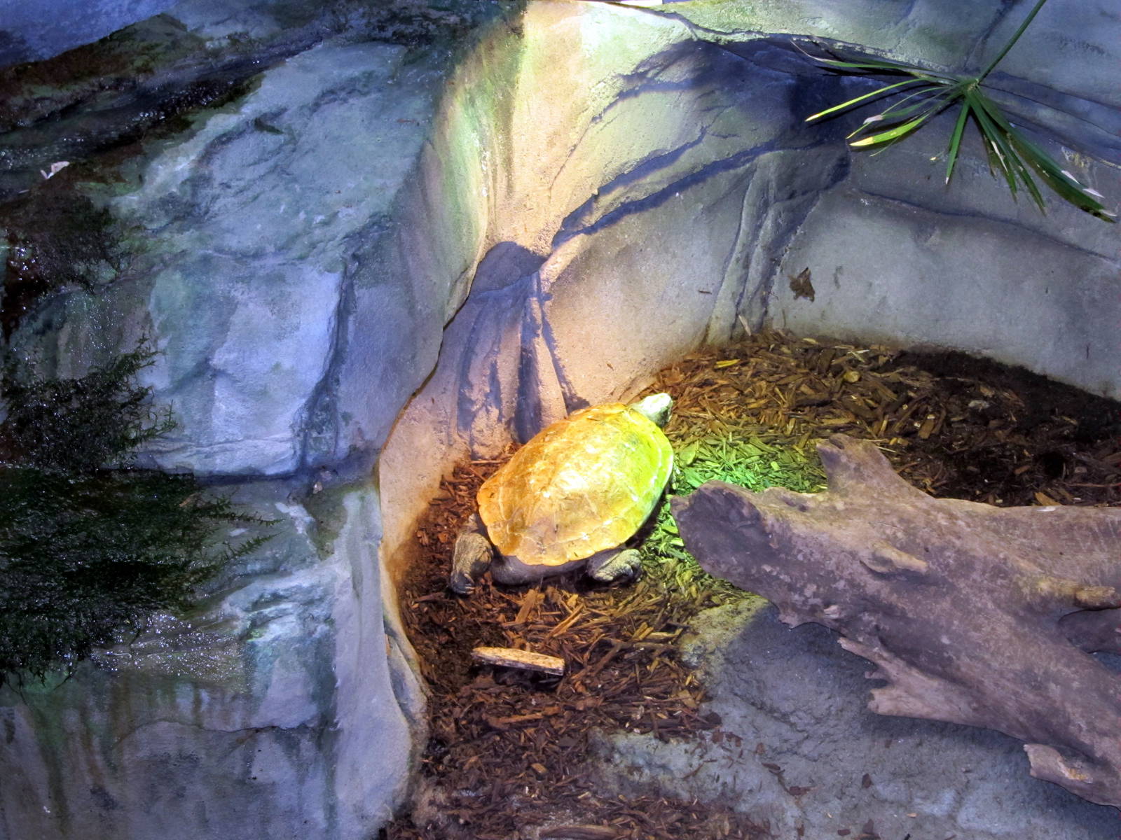 Arkan Forest Turtle