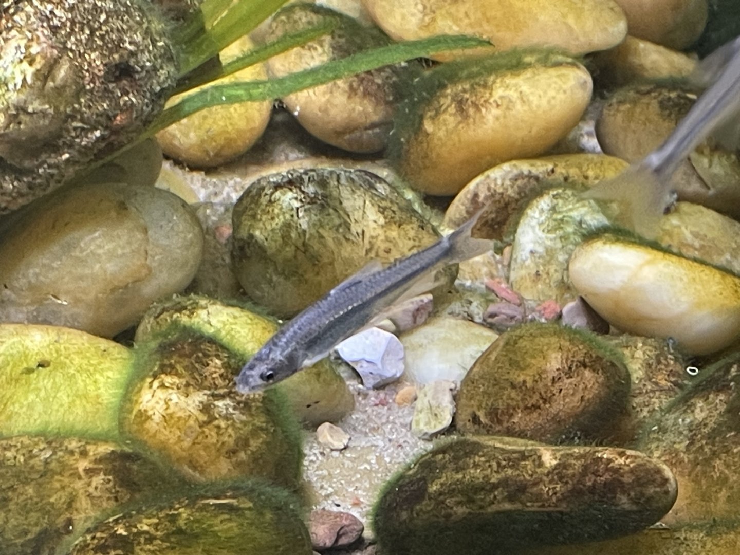 Arkansas River Shiner (Notropis girardi)