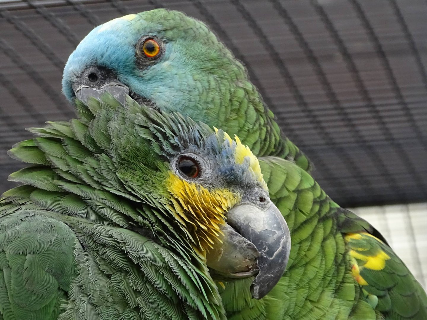 Arleigh (Orange-winged Amazon) and Mary (Blue-fronted Amazon). 13th June 2024