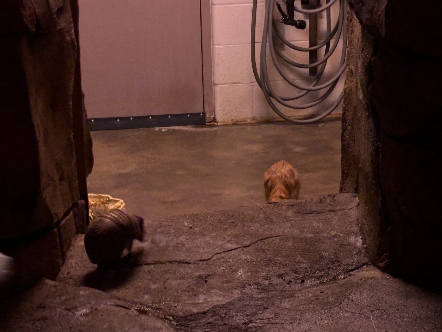 Armadillo and Springhass Escaping