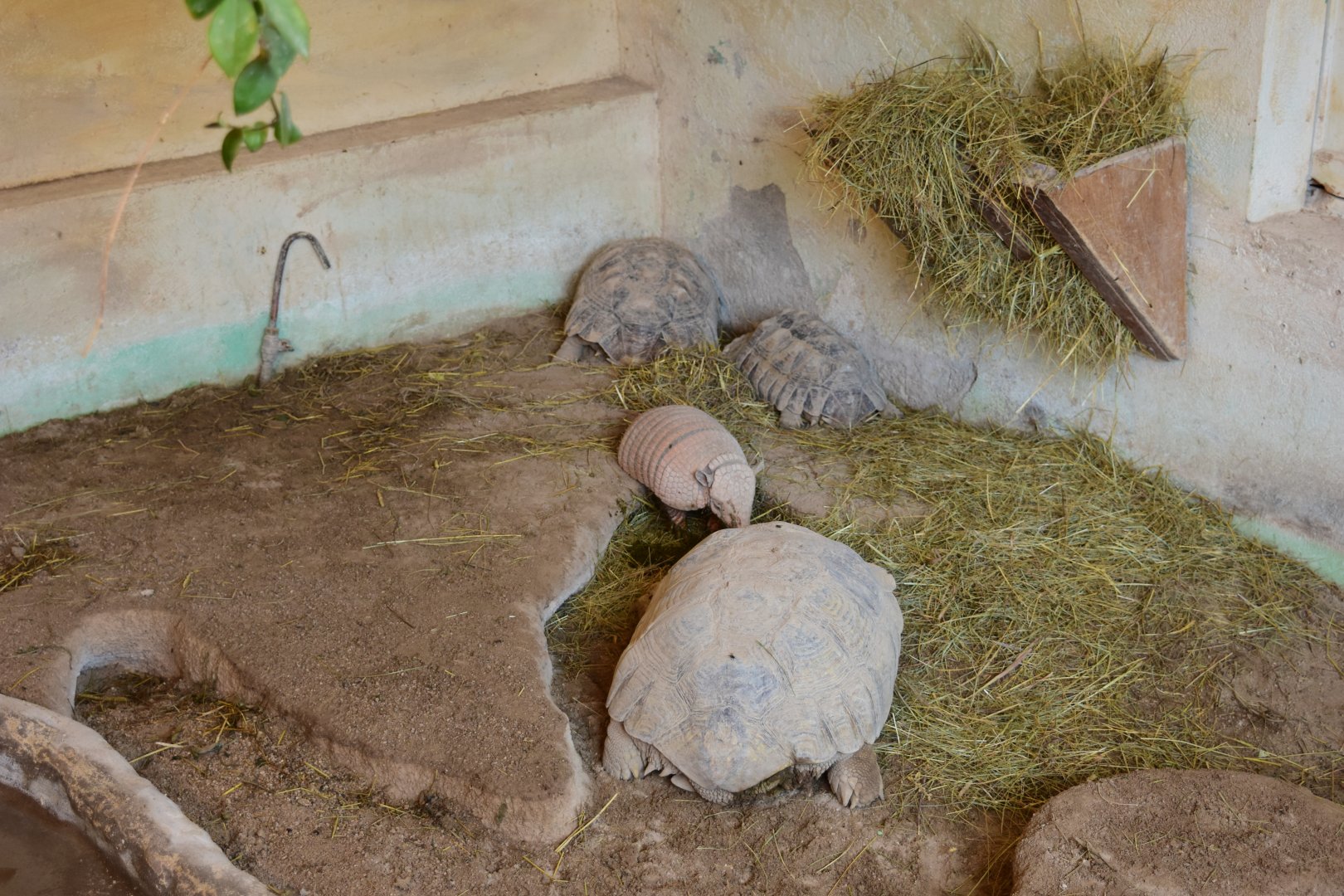 Armadillo and Tortoise mixed exhibit