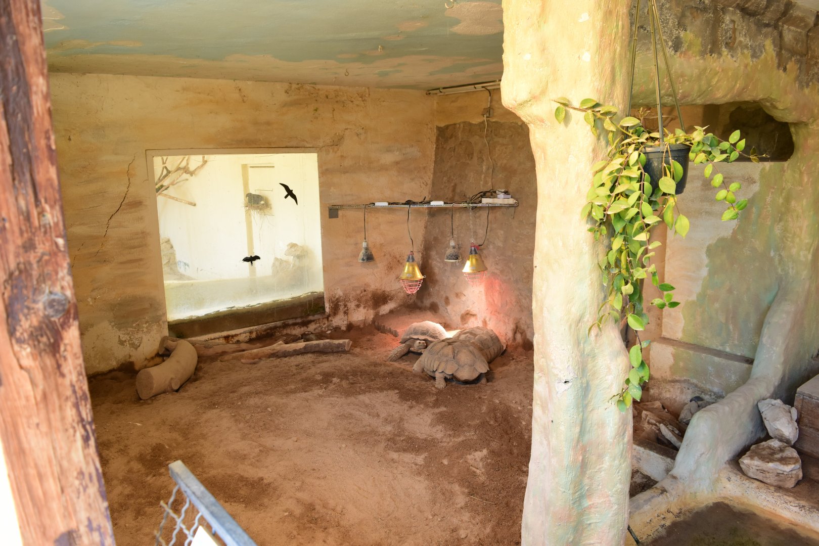 Armadillo and Tortoise mixed exhibit