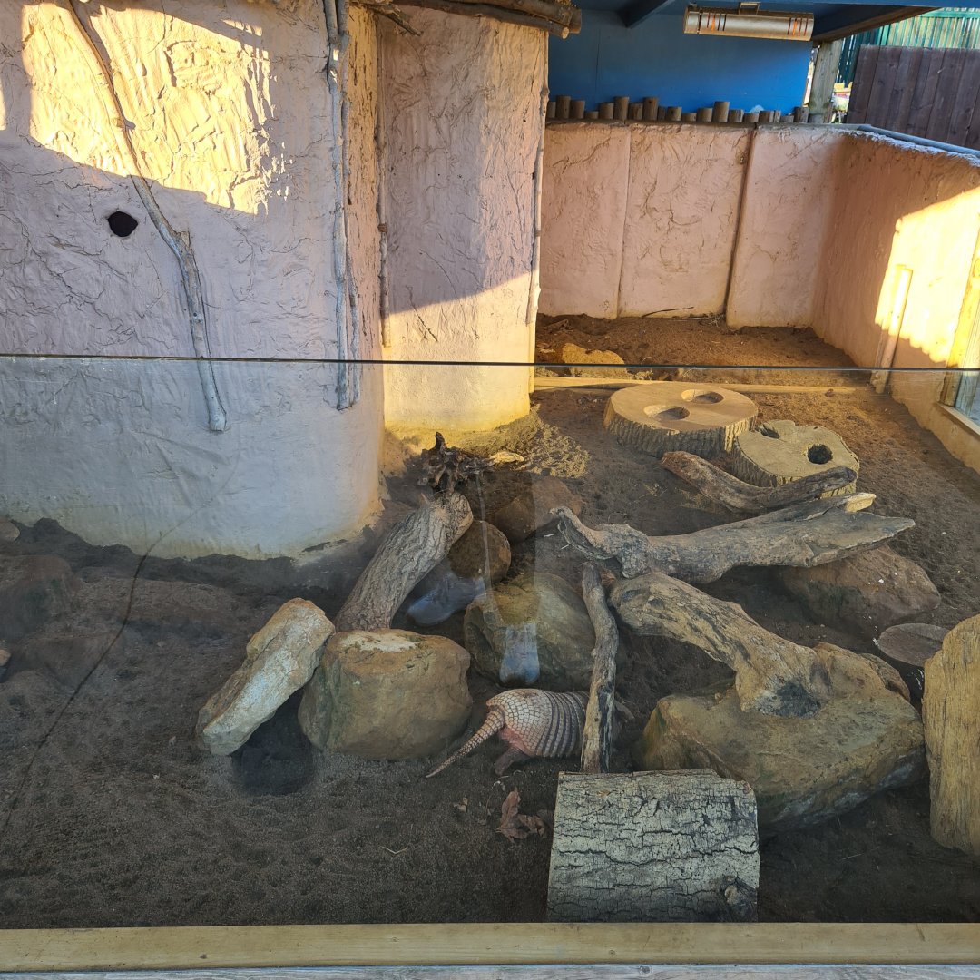 Armadillo Enclosure, Drusillas Park