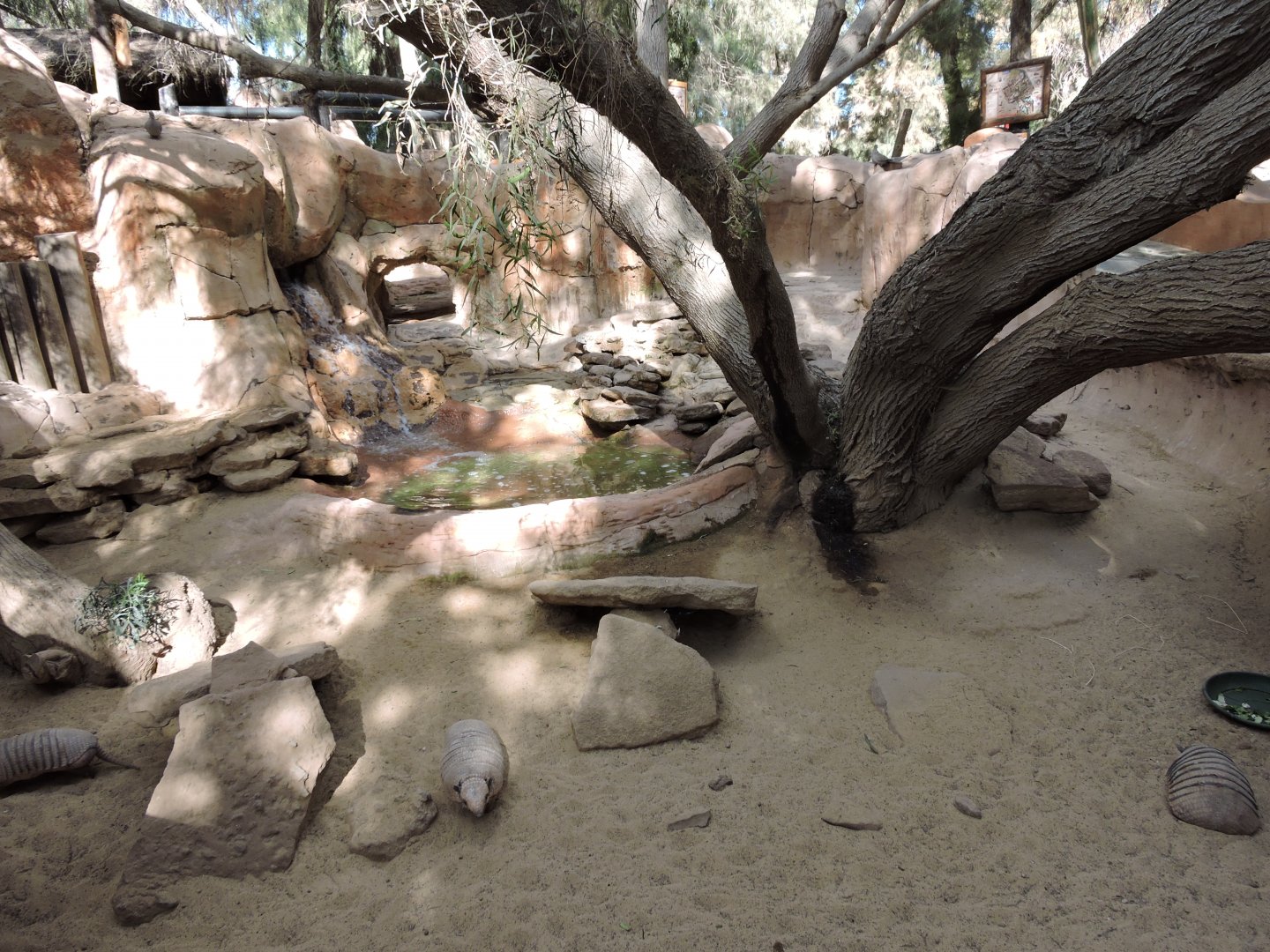 Armadillo Exhibit Two