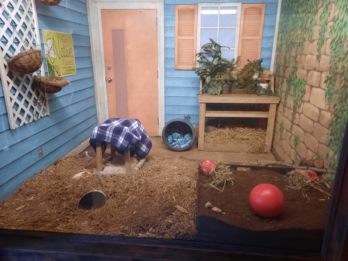 Armadillo Exhibit