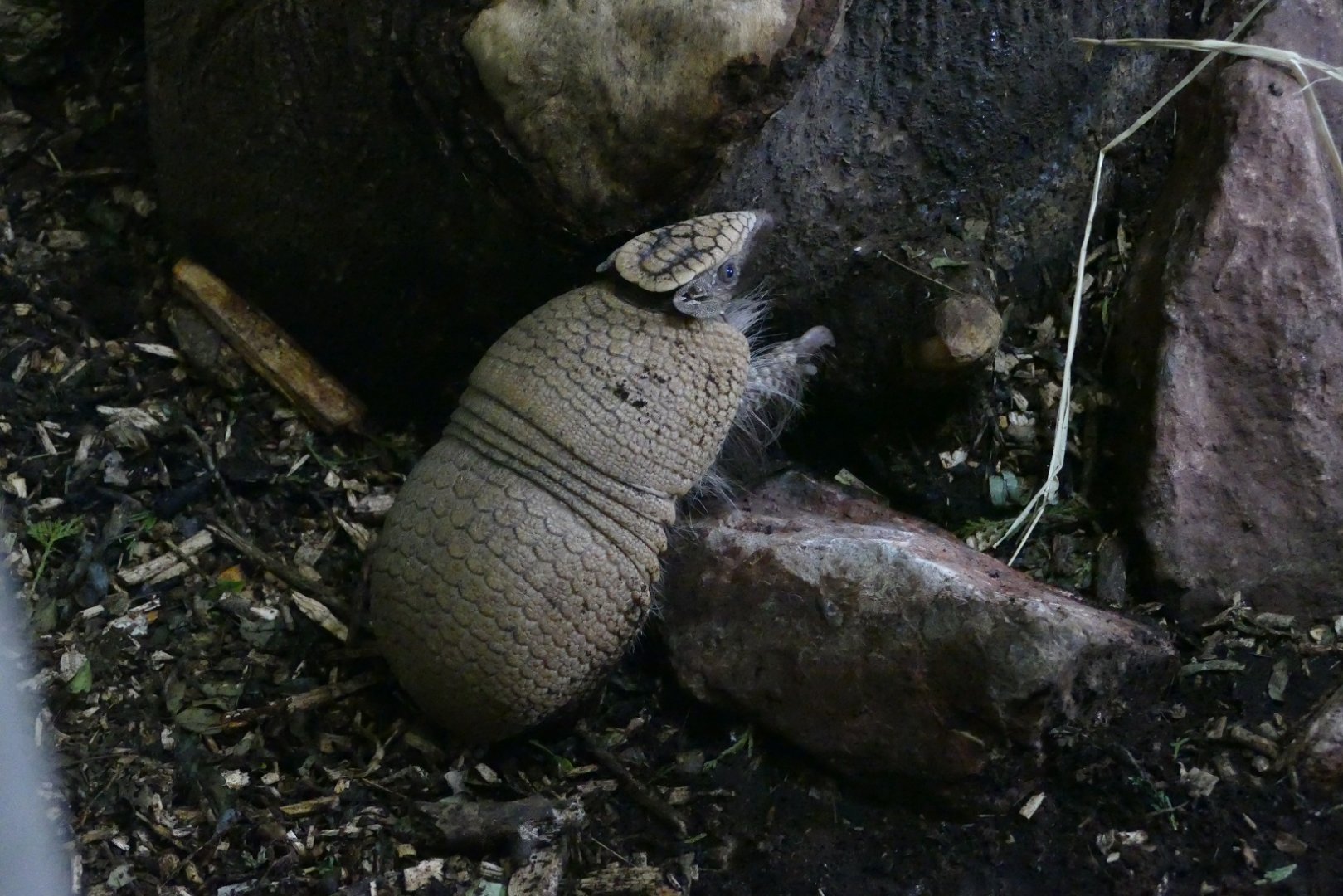 Armadillo, February 2020