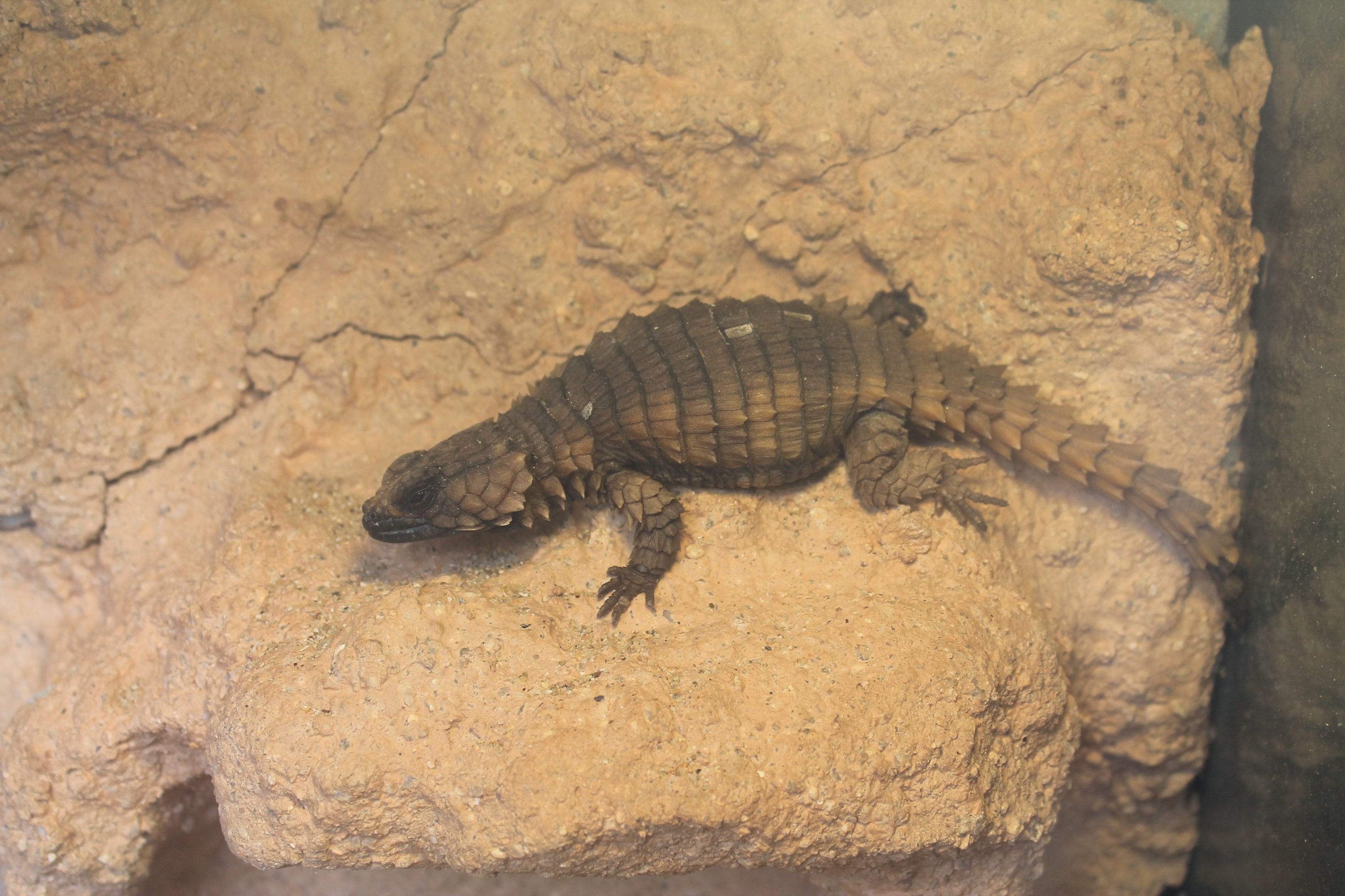 Armadillo Girdled Lizard (Ouroborus  cataphractus) - Saitama Childrens Zoo