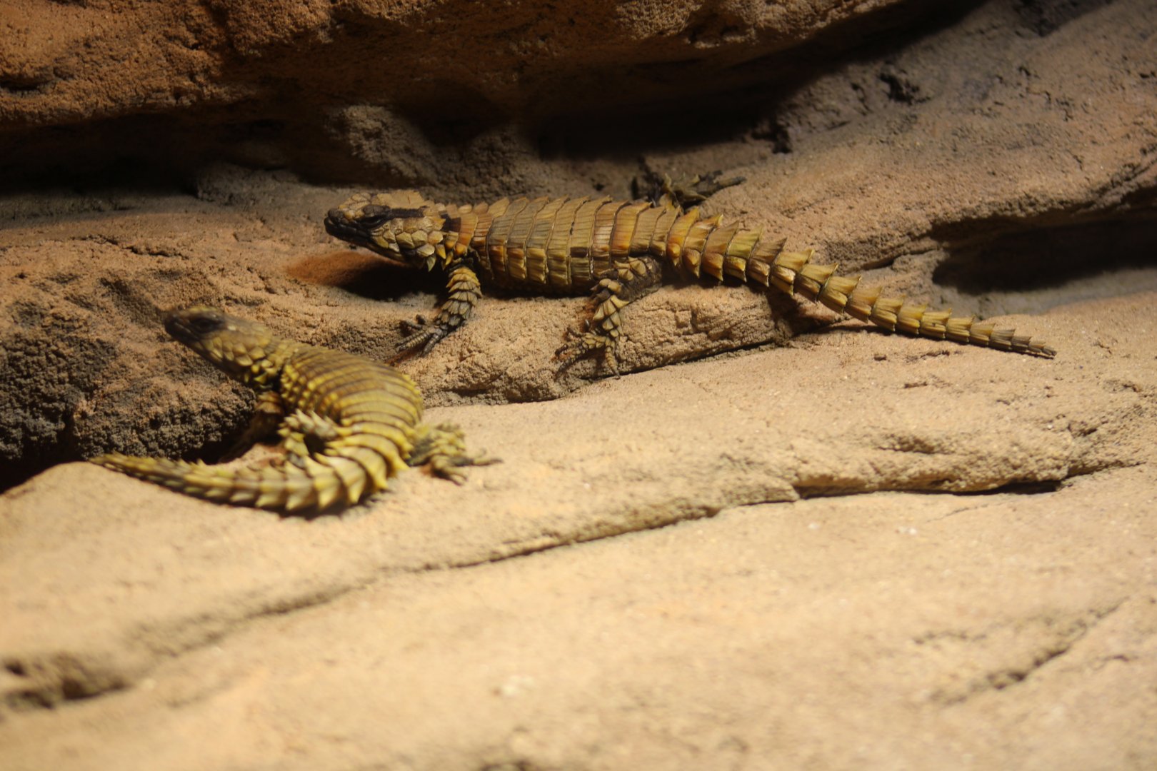 Armadillo Girdled Lizard - Wüstenhaus