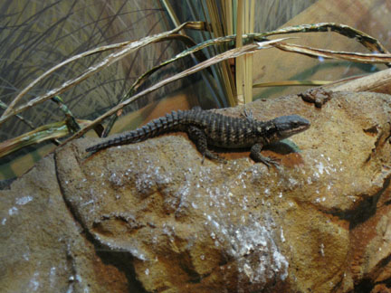 armadillo girdled lizard