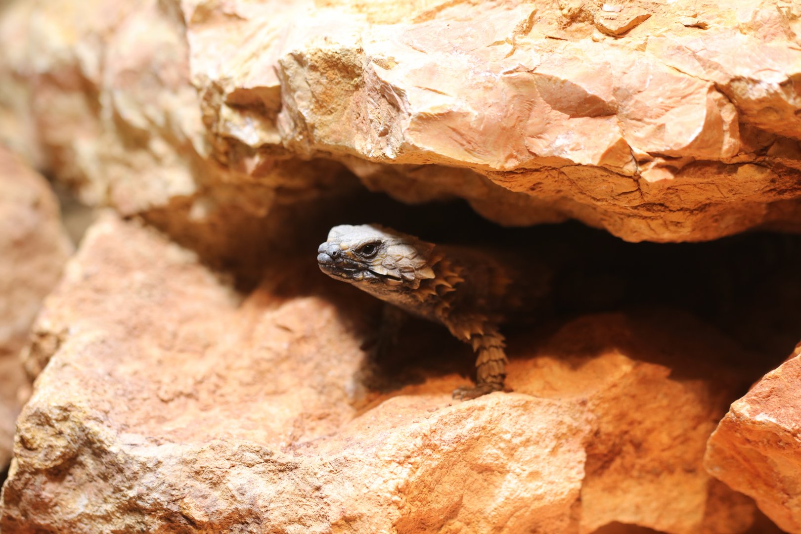 Armadillo girdled lizard