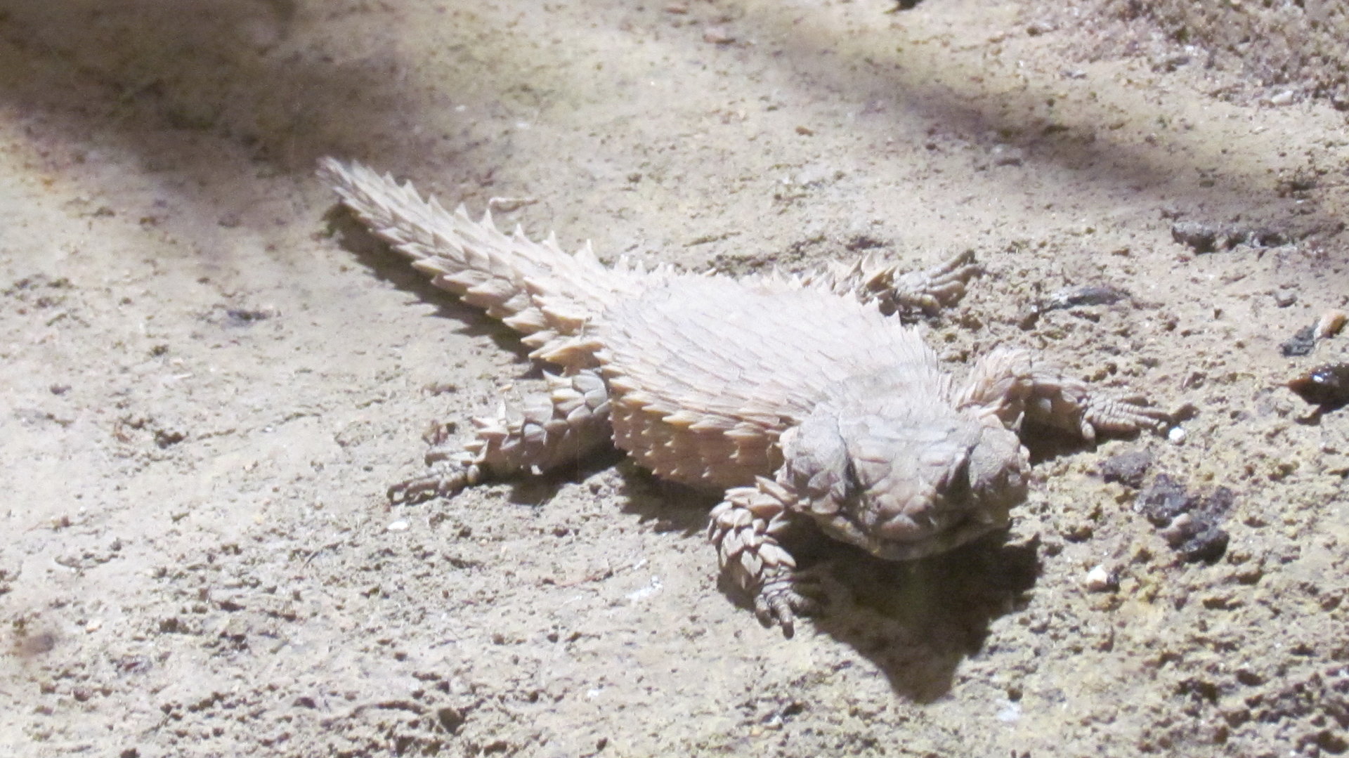 Armadillo Girdled Lizard
