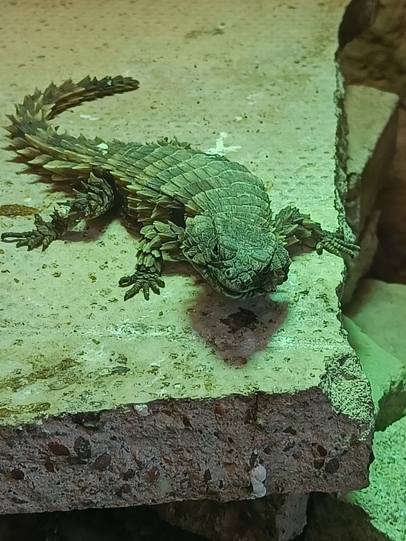 Armadillo Girdled Lizard?