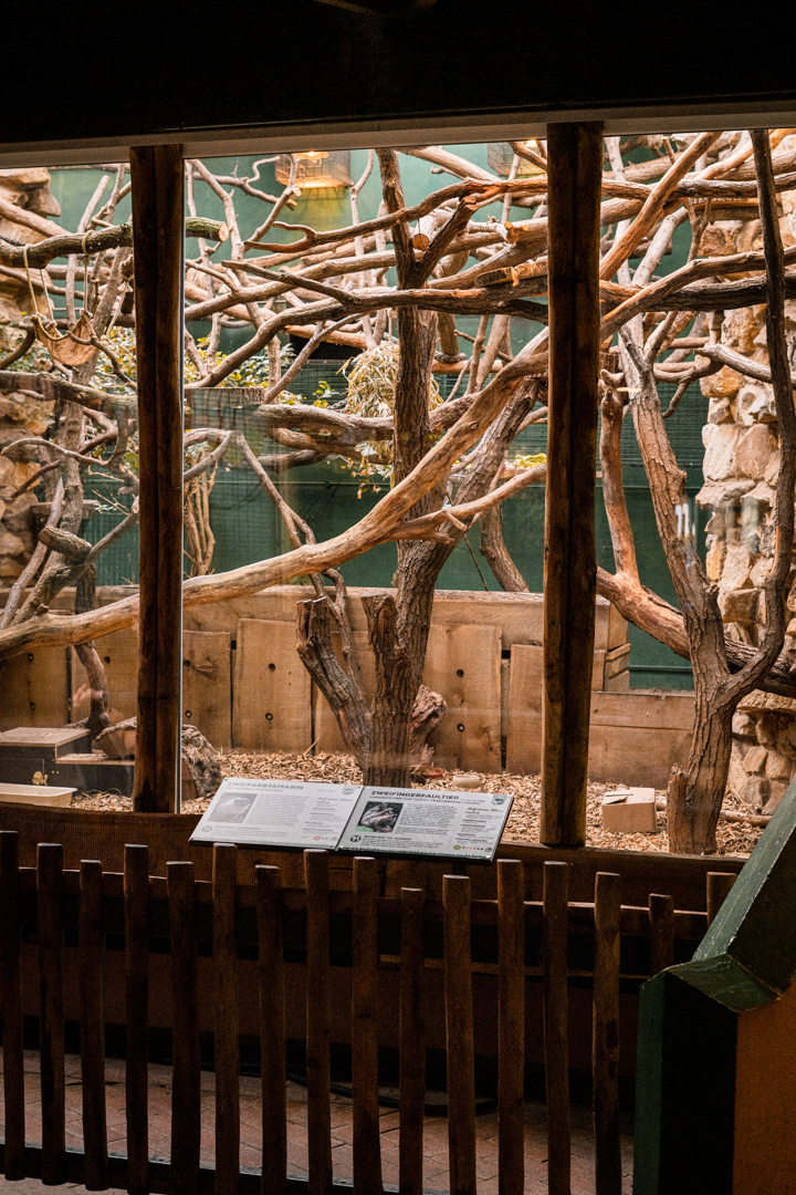 Armadillo, Golden Lion Tamarin, Pygmy Marmoset