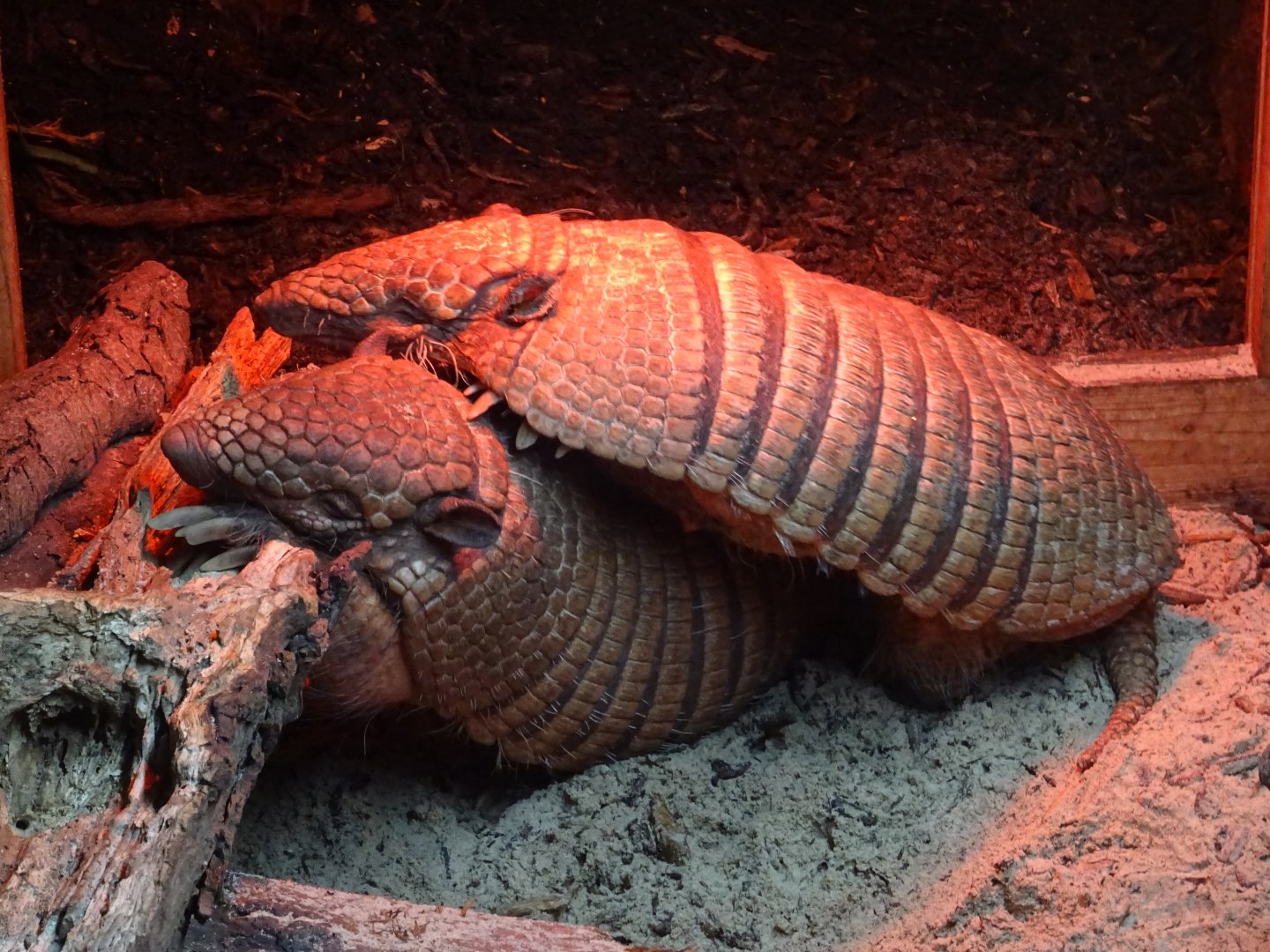 Armadillo Huddle