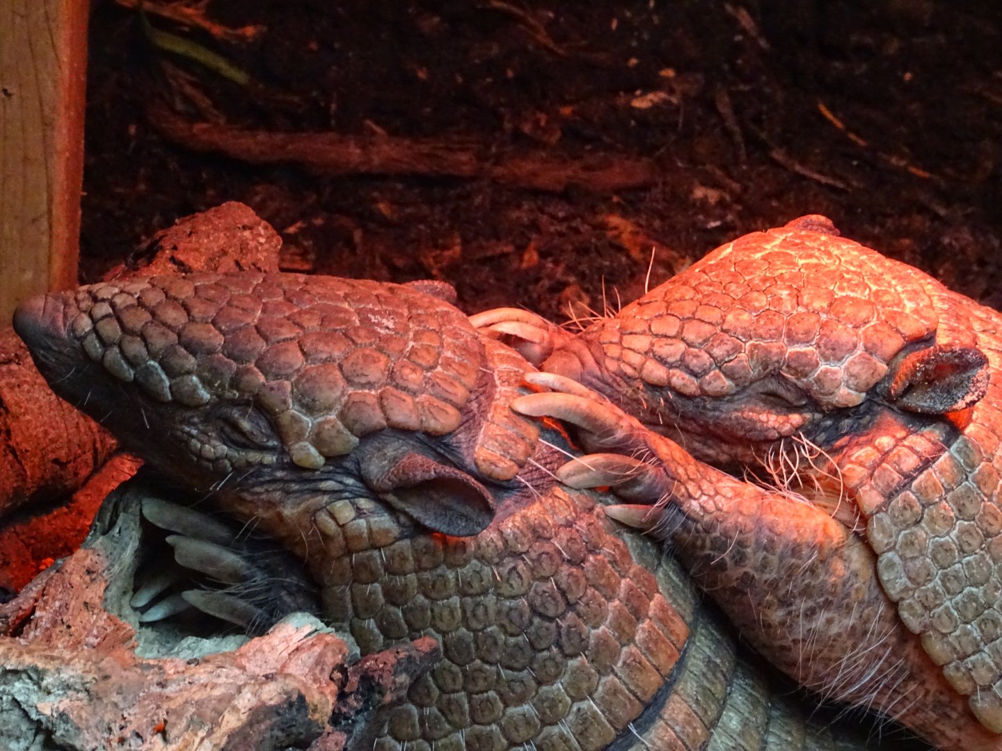 Armadillo Huddle
