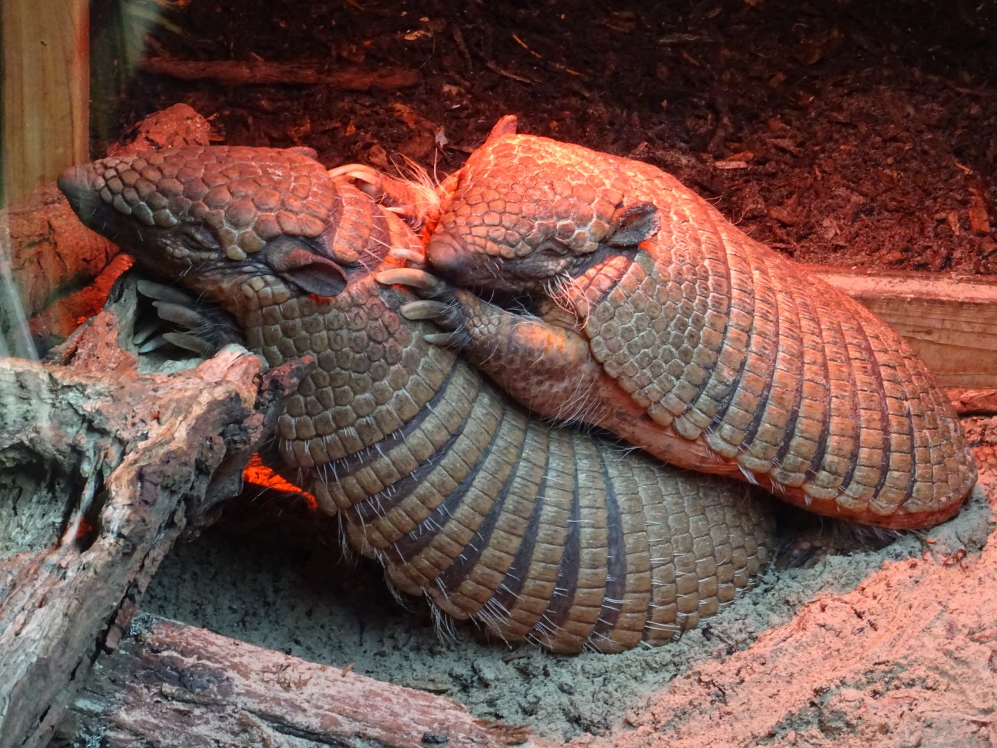 Armadillo Huddle