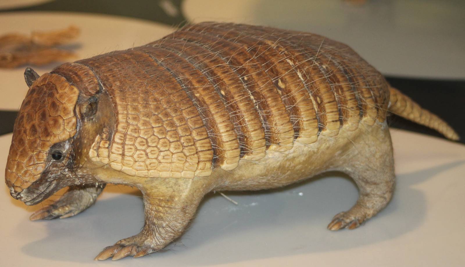 armadillo ID needed