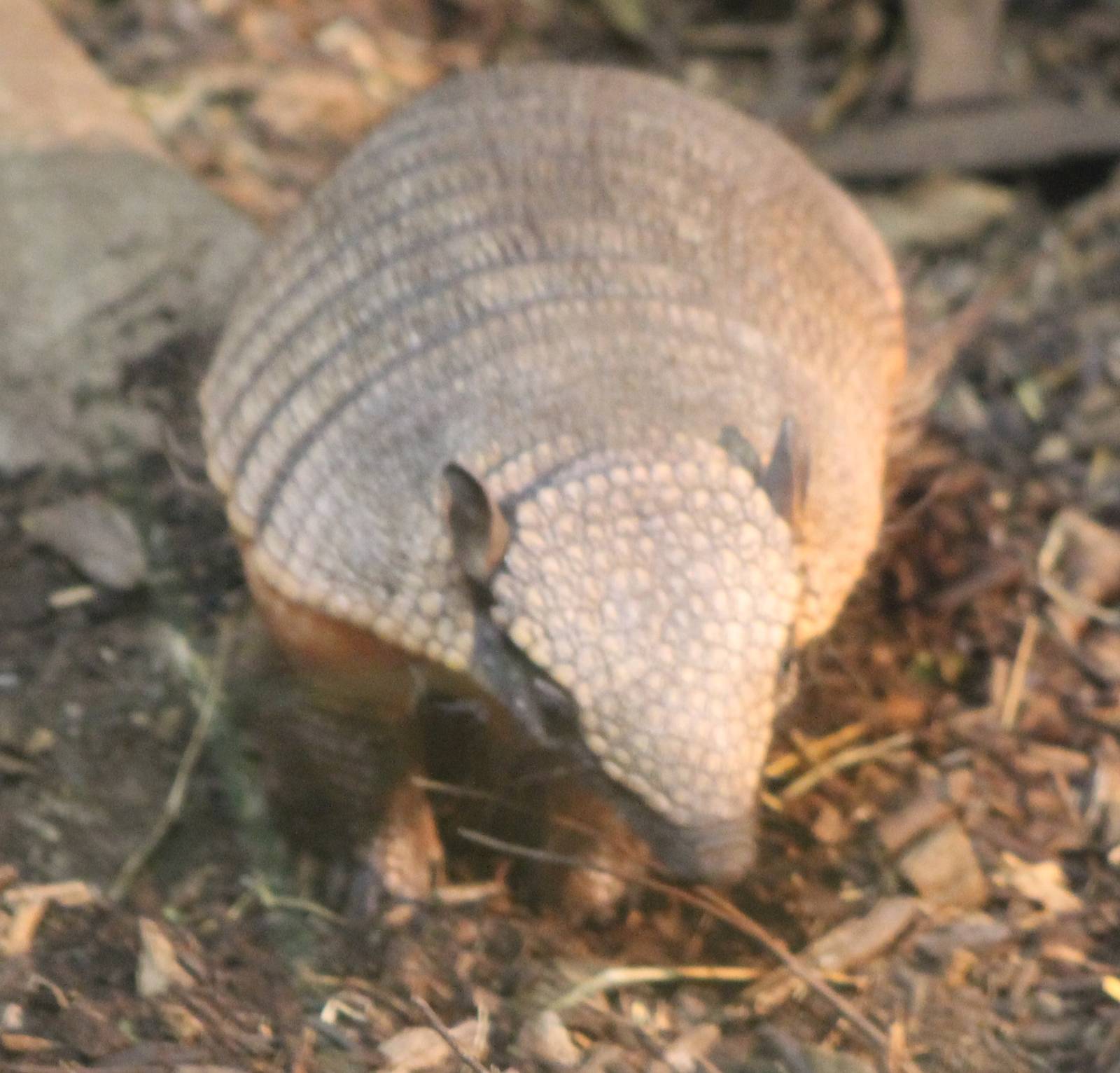 Armadillo ID