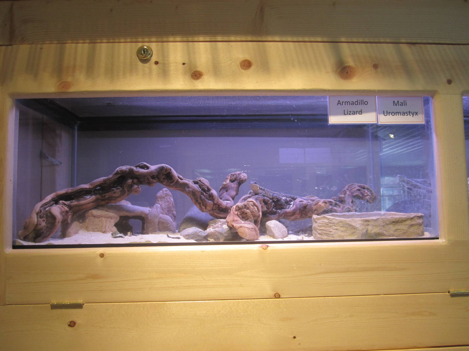 Armadillo Lizard and Mali Uromastyx Exhibit