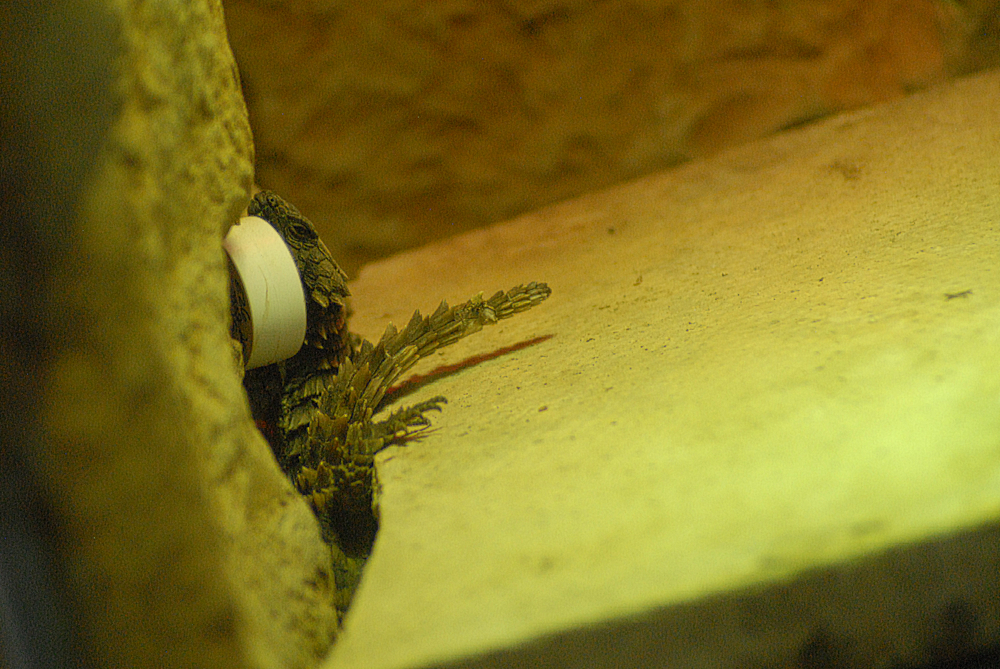 Armadillo Lizard - Exmoor Zoo 2025