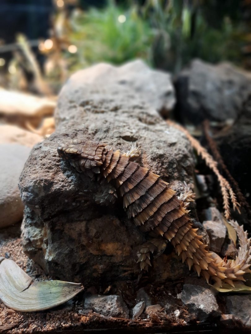 Armadillo lizard (Ouroborus cataphractus)