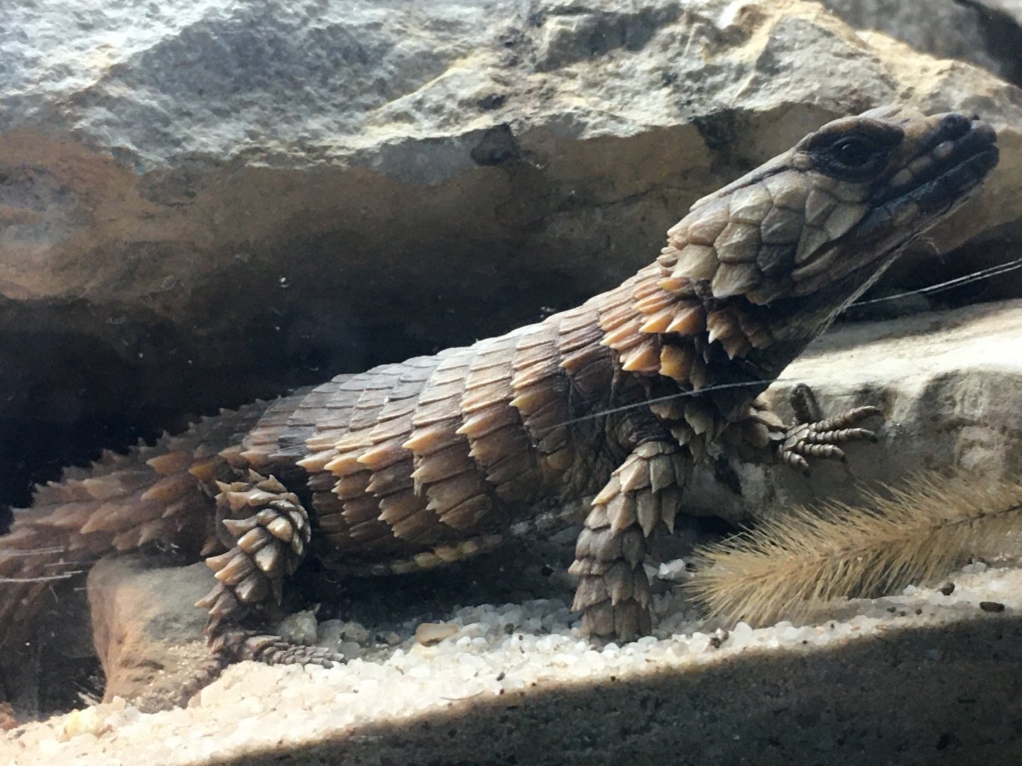 Armadillo Lizard (Ouroborus cataphractus)