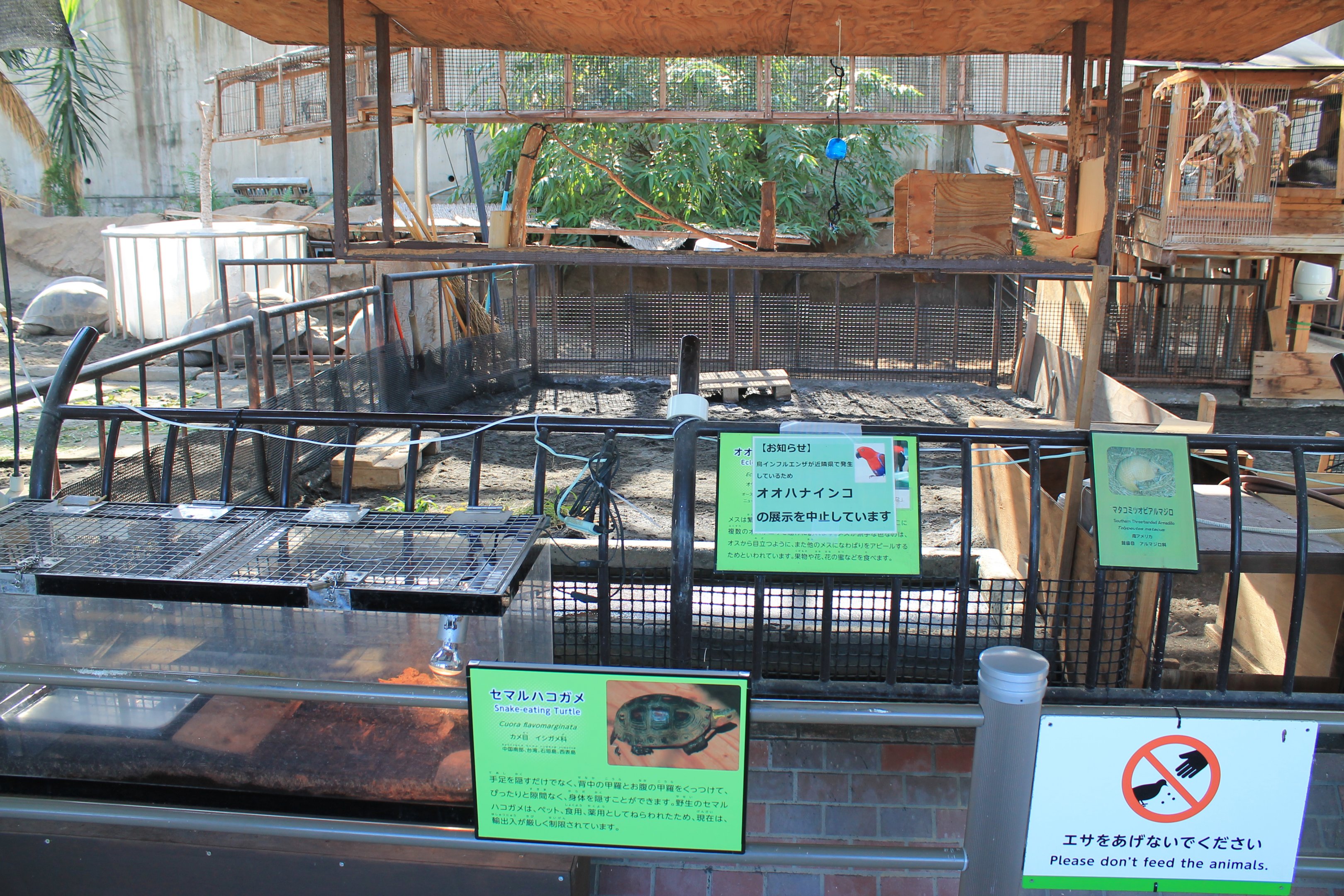 Armadillo - Oshima Park Zoo