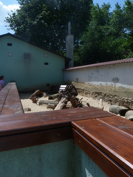 Armadillo outside enclosure