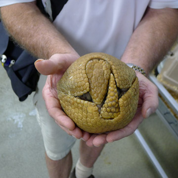 armadillo rolled up