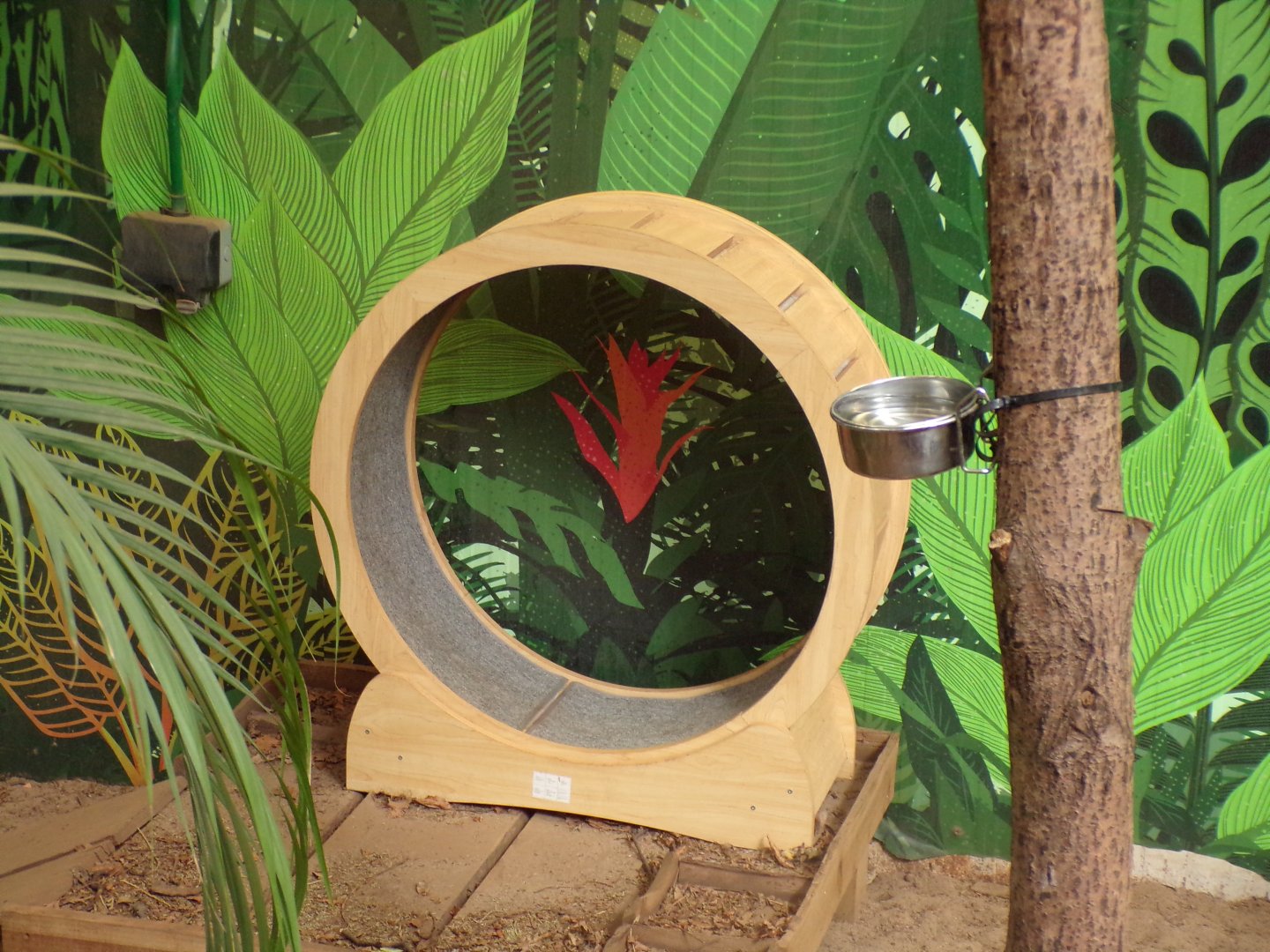 Armadillo running wheel 20.4.25