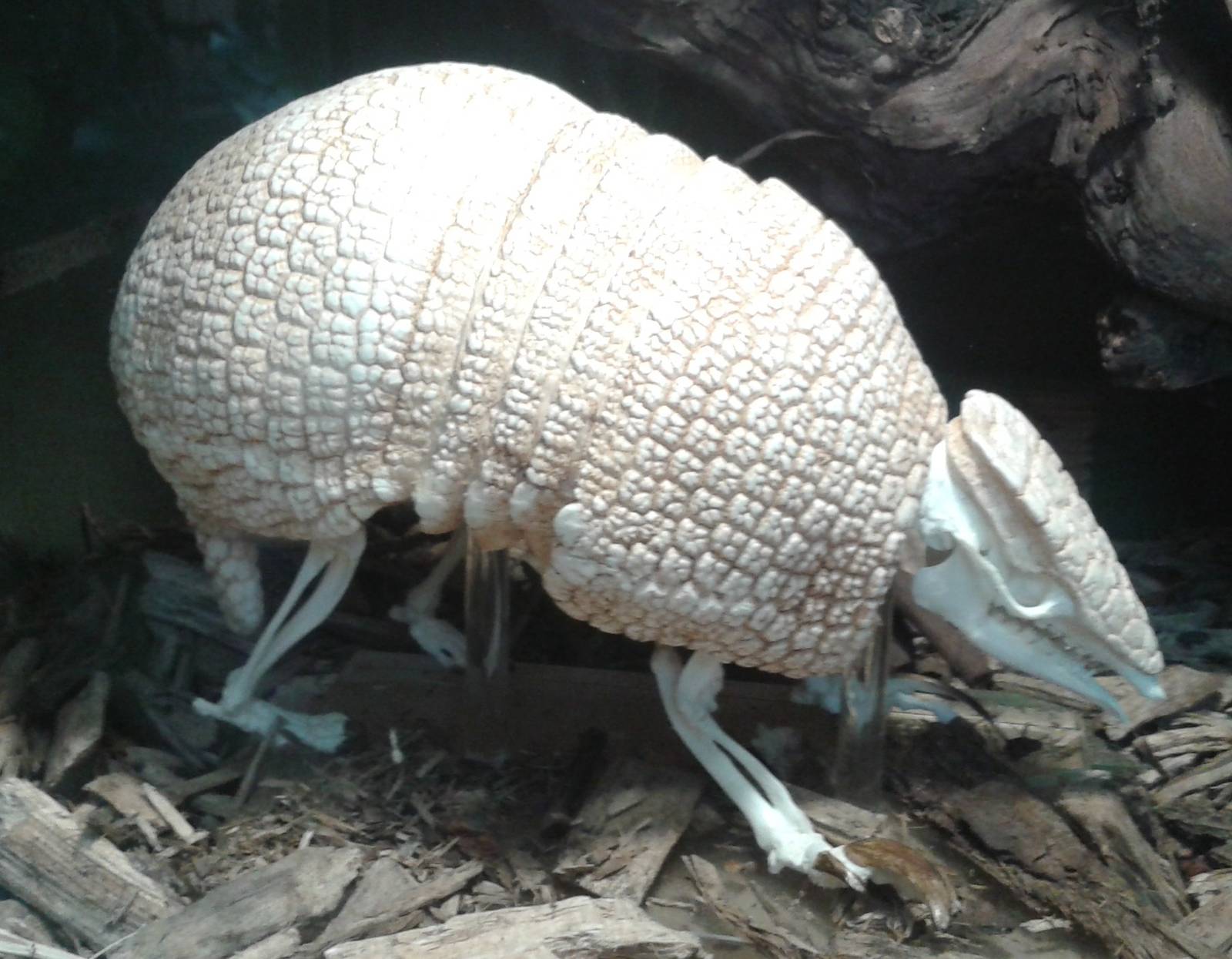 Armadillo skeleton