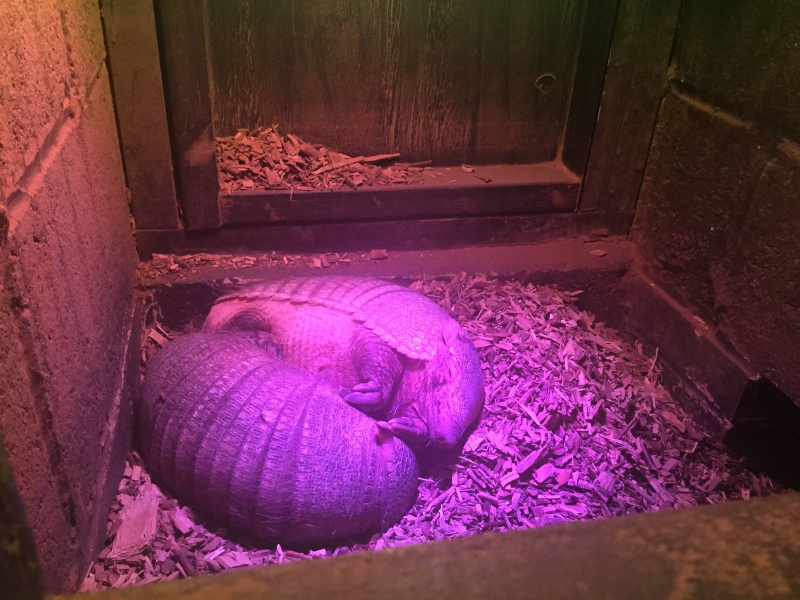 Armadillo sleeping space - 30/08/15