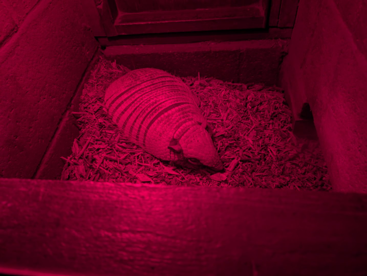 Armadillo Sleeping