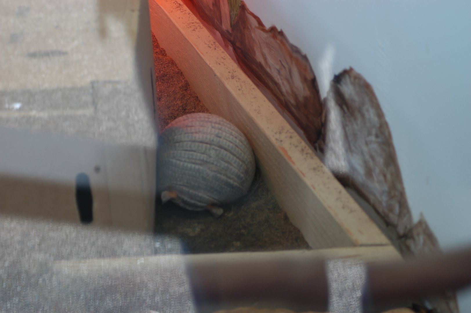 Armadillo sp. -- under discussion