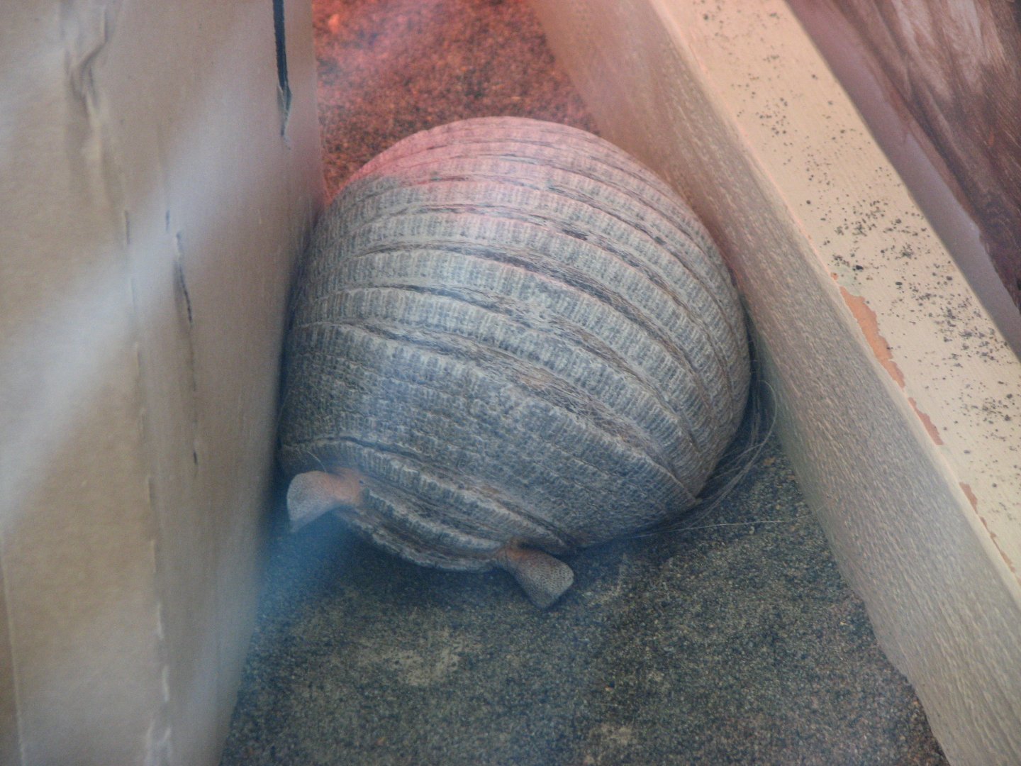Armadillo sp. -- under discussion