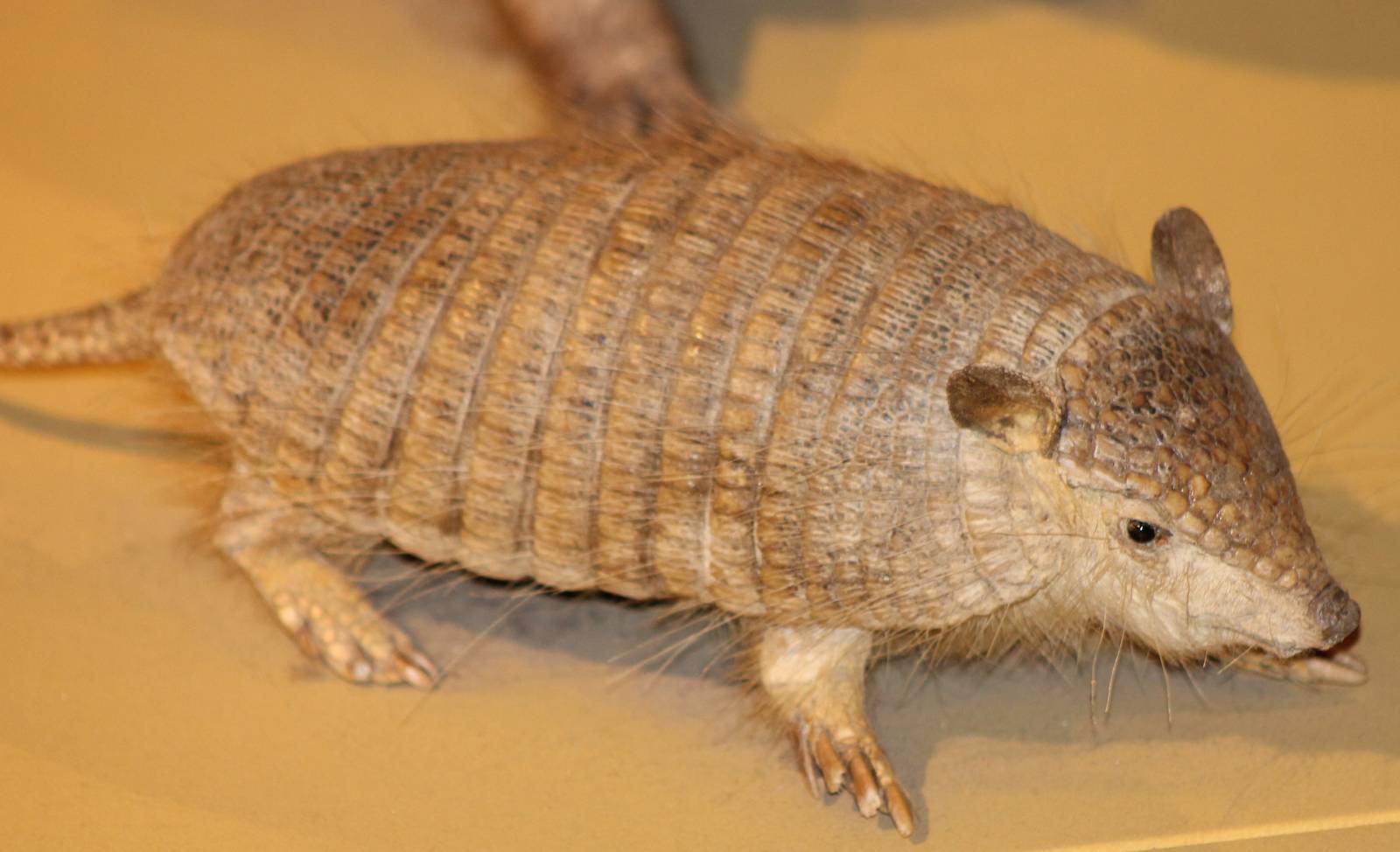armadillo species ID needed