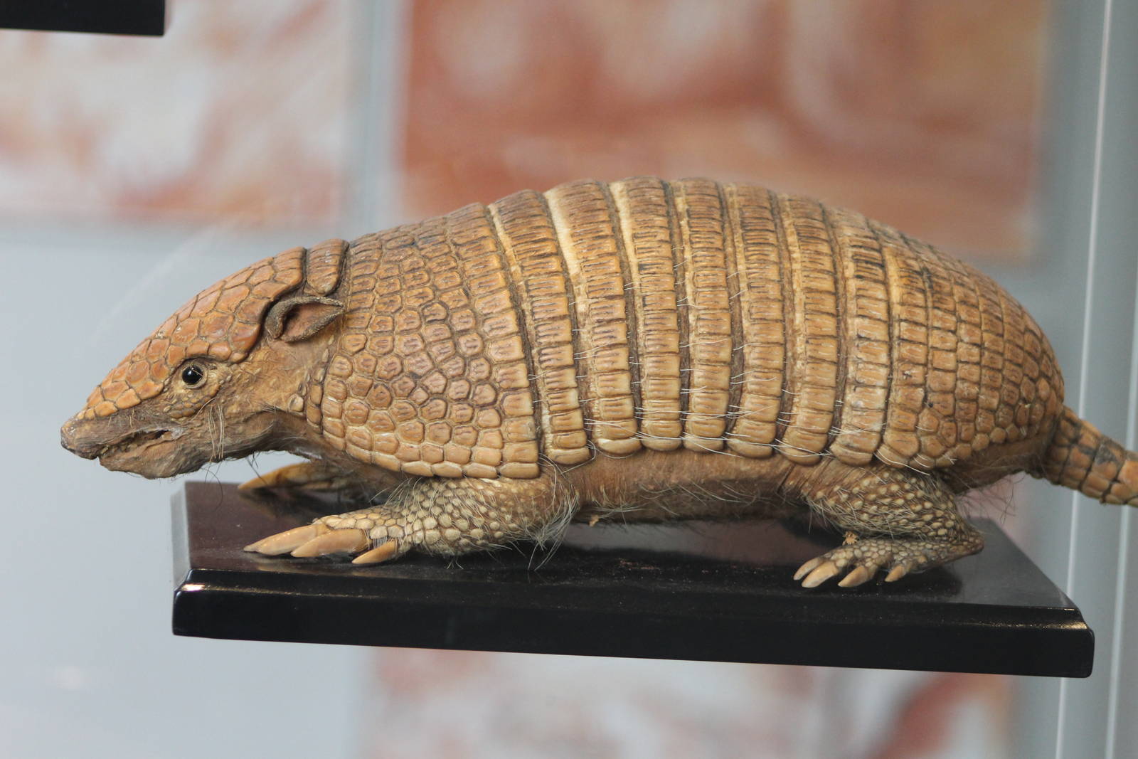 armadillo species ID needed