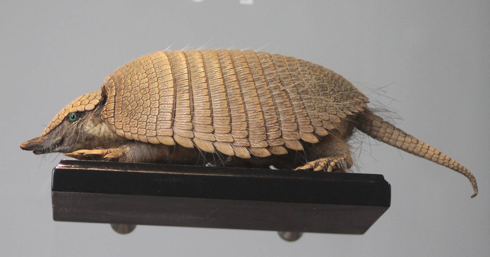 armadillo species ID needed