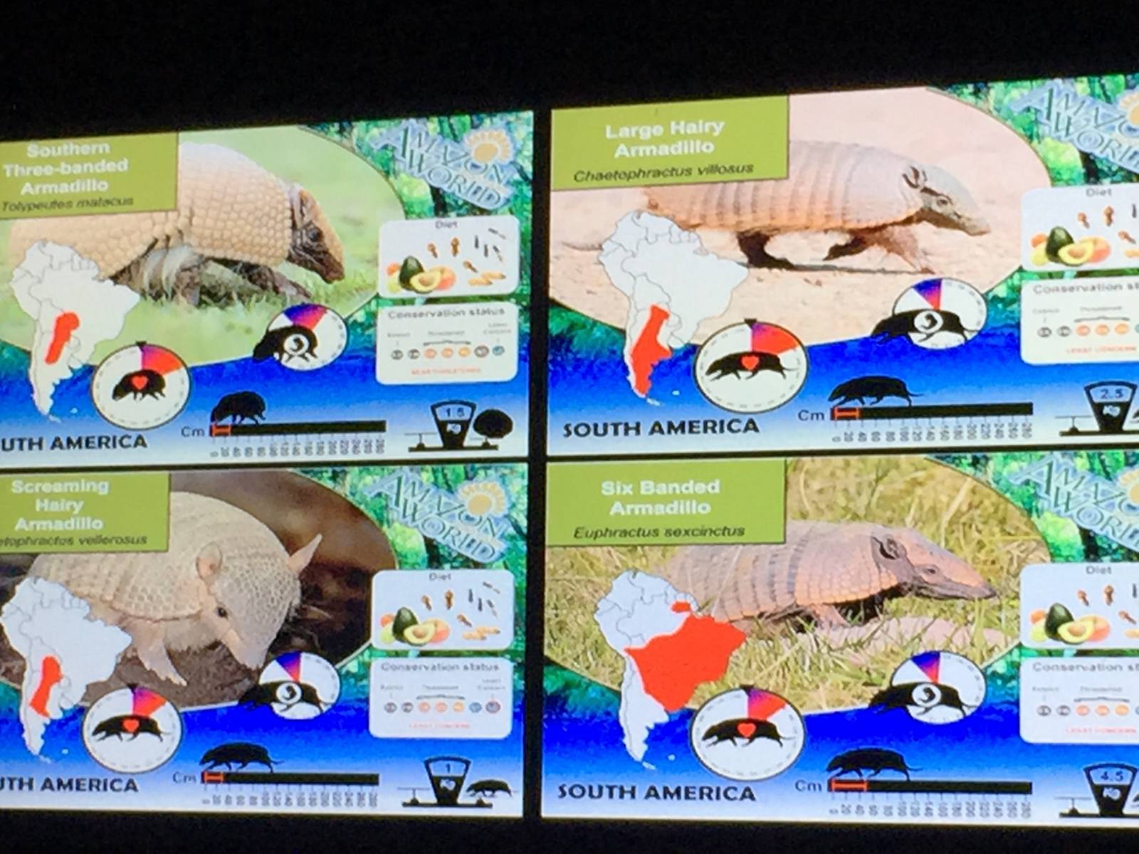 Armadillo species list - 30/08/15