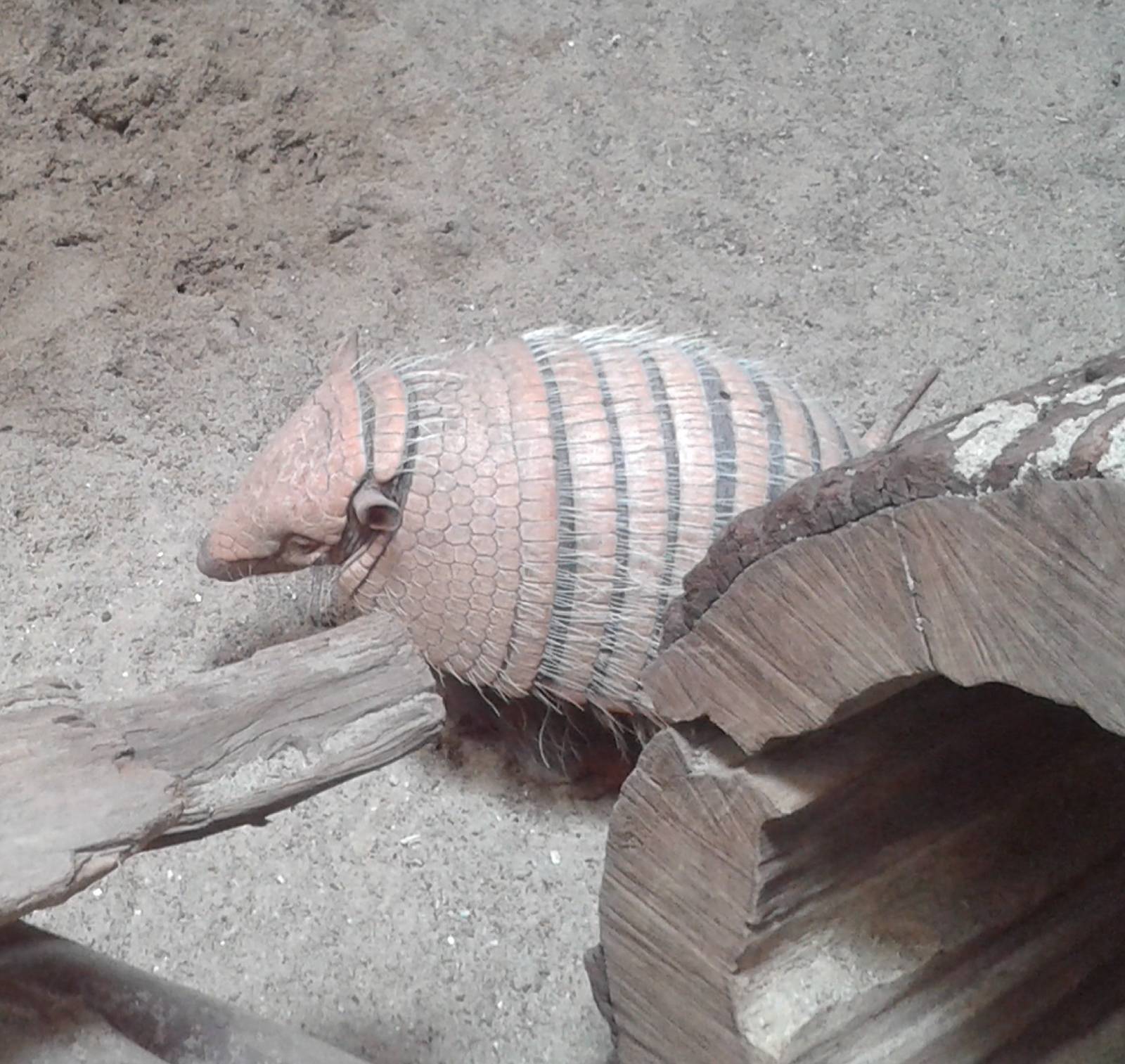 Armadillo species
