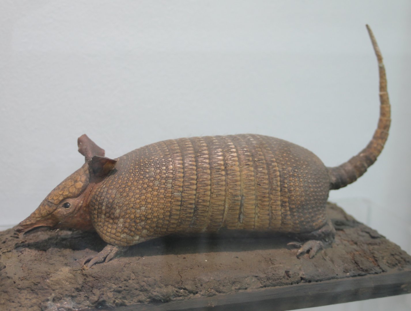 Armadillo species