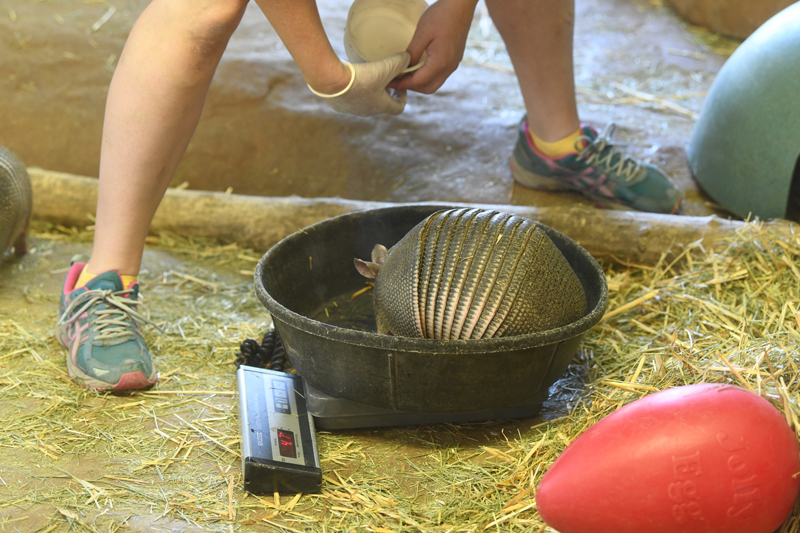 armadillo weigh-in