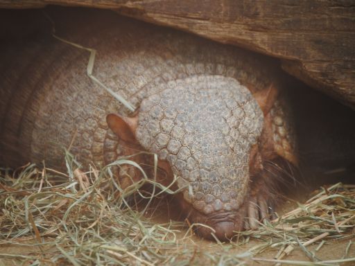 Armadillo