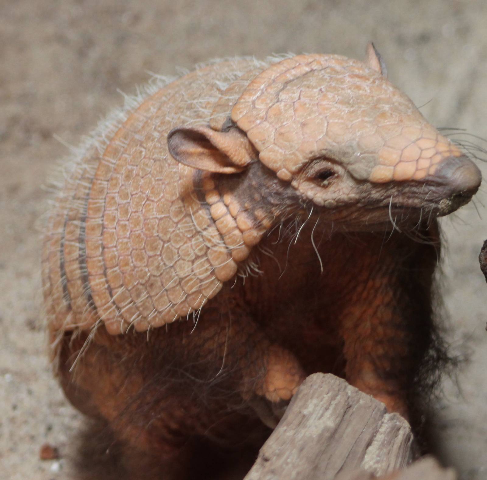 Armadillo