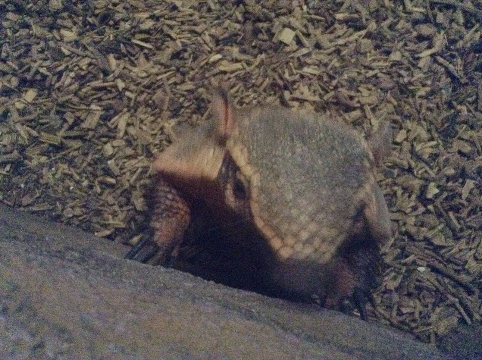 Armadillo