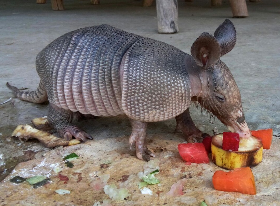 Armadillo