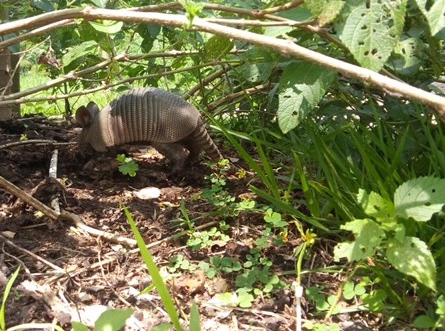 Armadillo