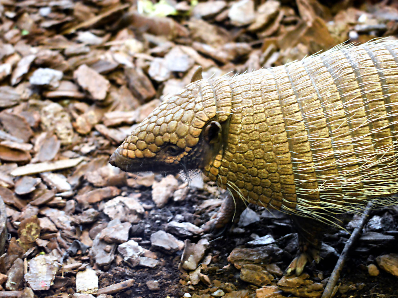 ARMADILLO